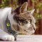 GPS cat tracking system with real-time location updates - compact and lightweight