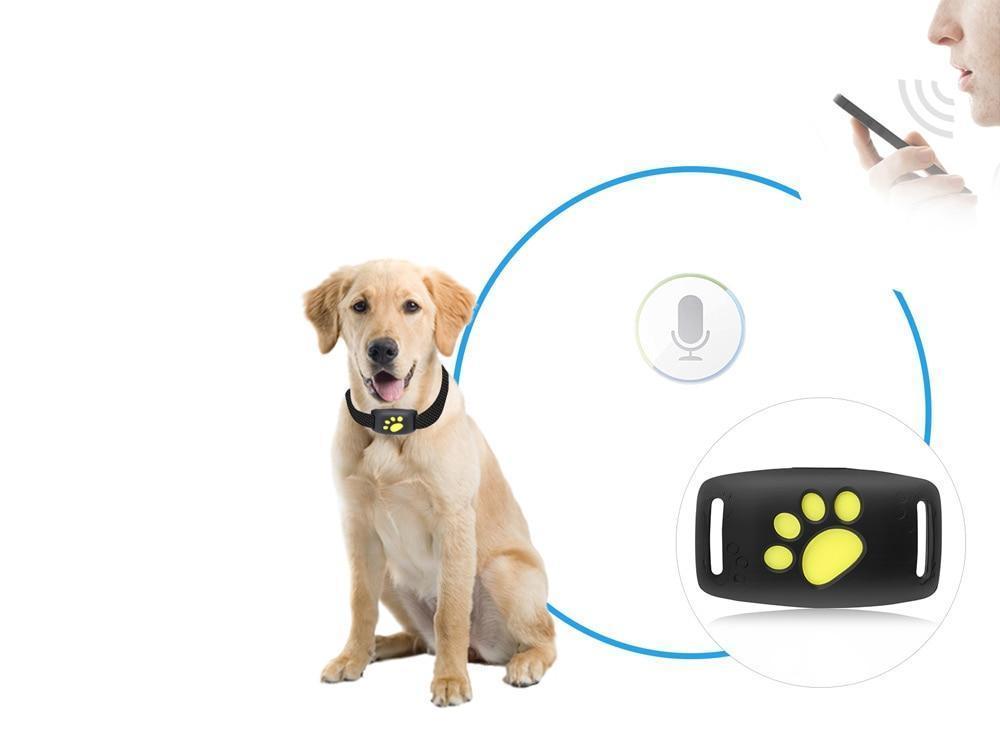 Système de suivi GPS pour chat avec mises à jour de localisation en temps réel - compact et léger
