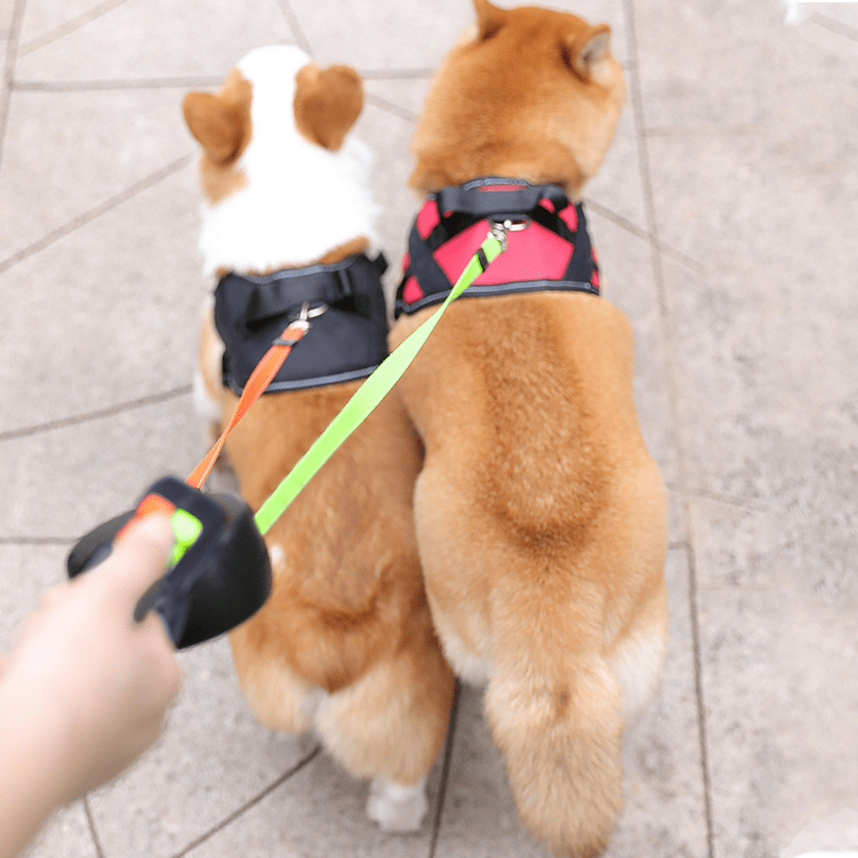 Image of Retractable Double Dog Leash