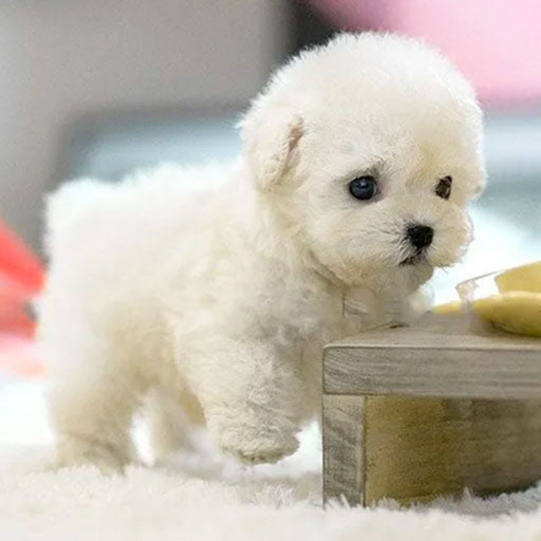 Giocattolo interattivo per cuccioli con movimento realistico